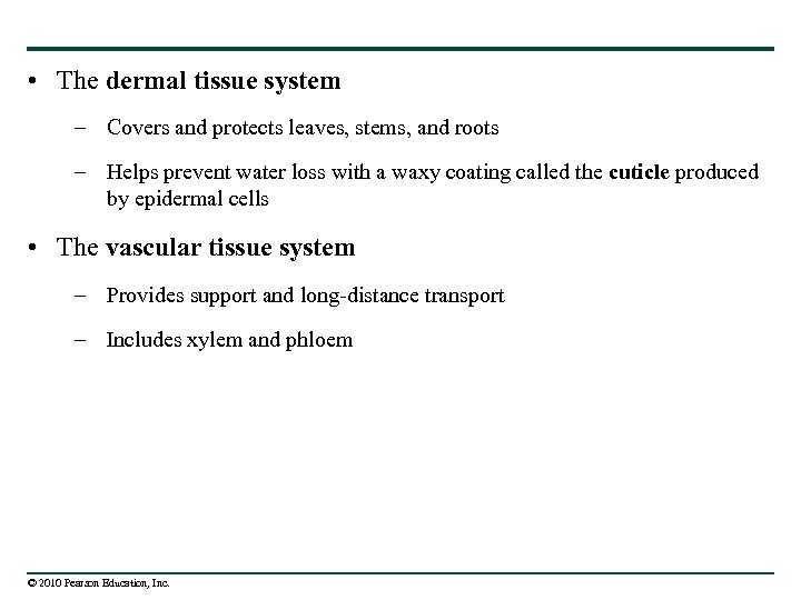  • The dermal tissue system – Covers and protects leaves, stems, and roots