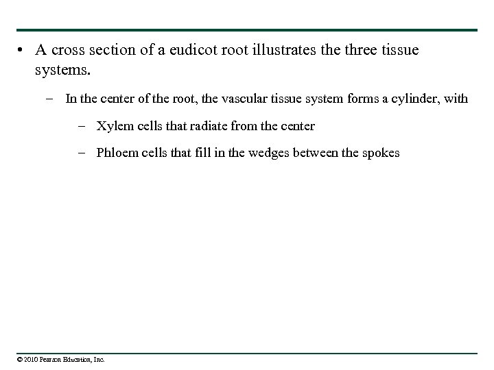  • A cross section of a eudicot root illustrates the three tissue systems.