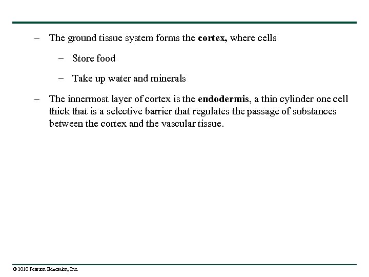 – The ground tissue system forms the cortex, where cells – Store food –