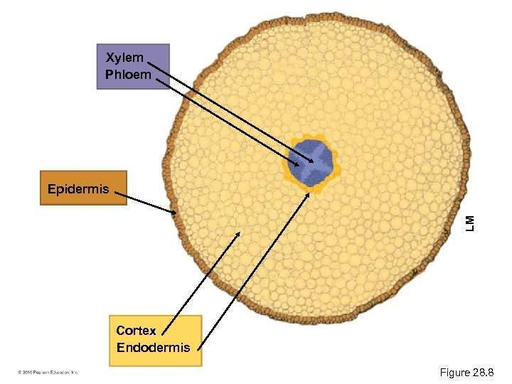 Xylem Phloem LM Epidermis Cortex Endodermis Figure 28. 8 