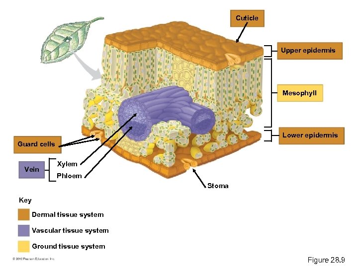 Cuticle Upper epidermis Mesophyll Lower epidermis Guard cells Vein Xylem Phloem Stoma Key Dermal