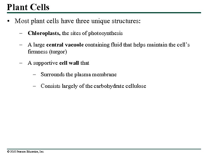 Plant Cells • Most plant cells have three unique structures: – Chloroplasts, the sites