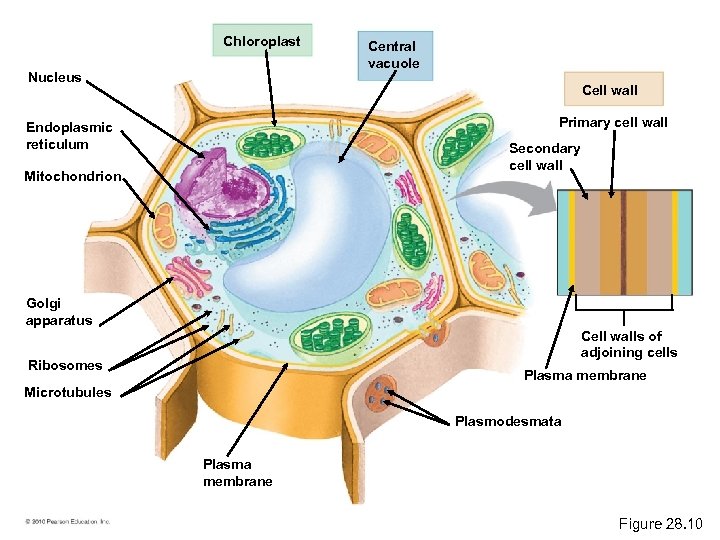 Chloroplast Nucleus Central vacuole Cell wall Primary cell wall Endoplasmic reticulum Secondary cell wall