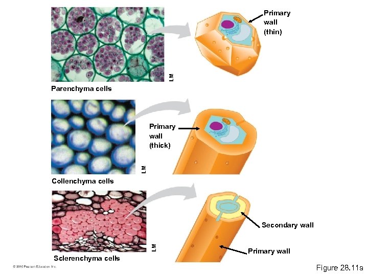 LM Primary wall (thin) Parenchyma cells LM Primary wall (thick) Collenchyma cells LM Secondary