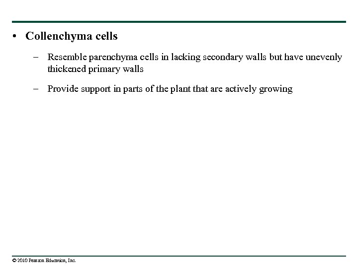  • Collenchyma cells – Resemble parenchyma cells in lacking secondary walls but have