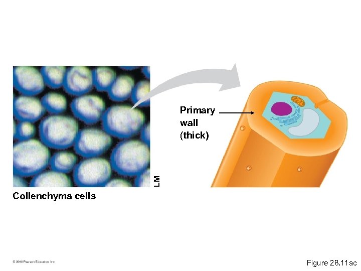 LM Primary wall (thick) Collenchyma cells Figure 28. 11 ac 