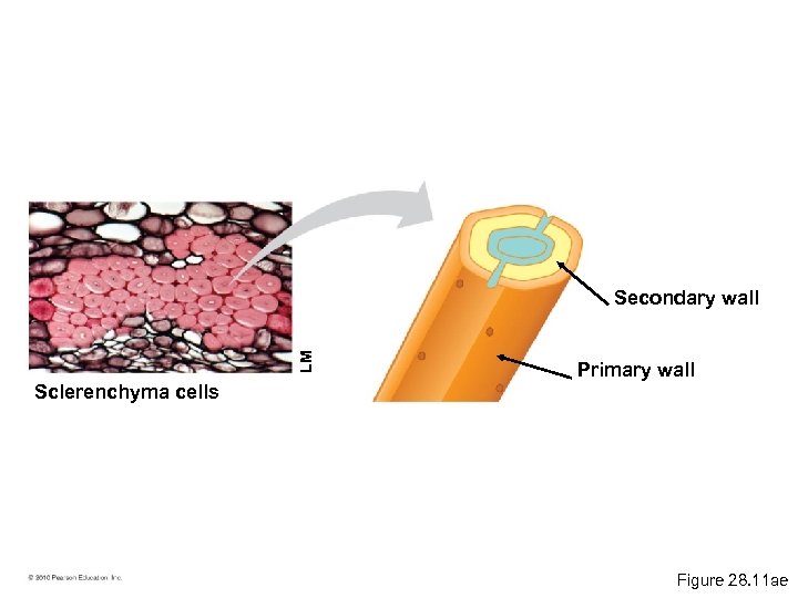 LM Secondary wall Primary wall Sclerenchyma cells Figure 28. 11 ae 