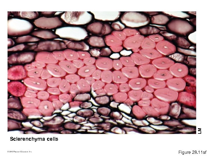 LM Sclerenchyma cells Figure 28. 11 af 