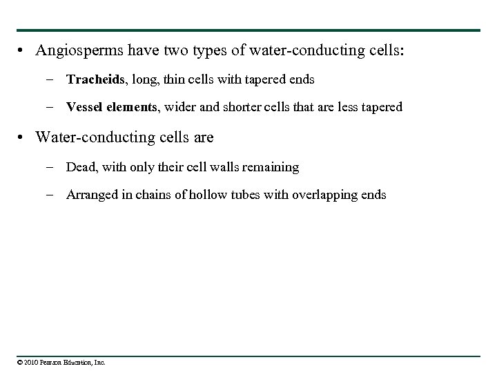  • Angiosperms have two types of water-conducting cells: – Tracheids, long, thin cells