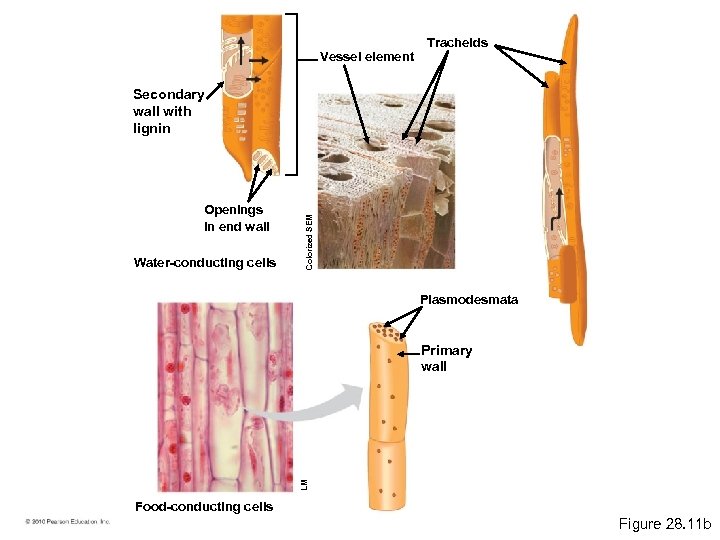 Vessel element Tracheids Openings in end wall Water-conducting cells Colorized SEM Secondary wall with