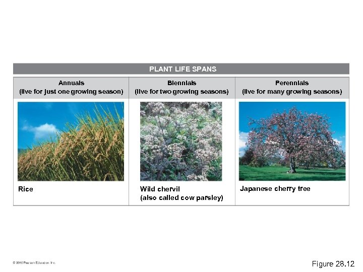 PLANT LIFE SPANS Annuals (live for just one growing season) Rice Biennials (live for