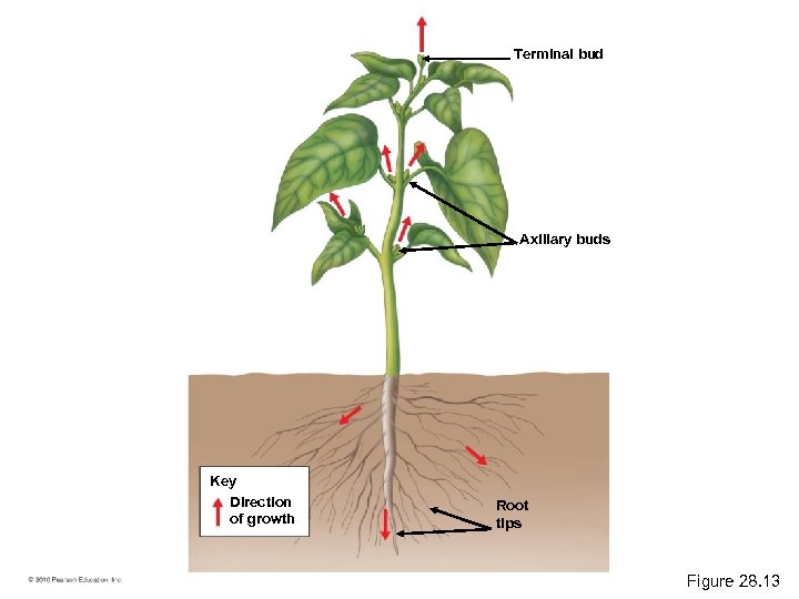 Terminal bud Axillary buds Key Direction of growth Root tips Figure 28. 13 