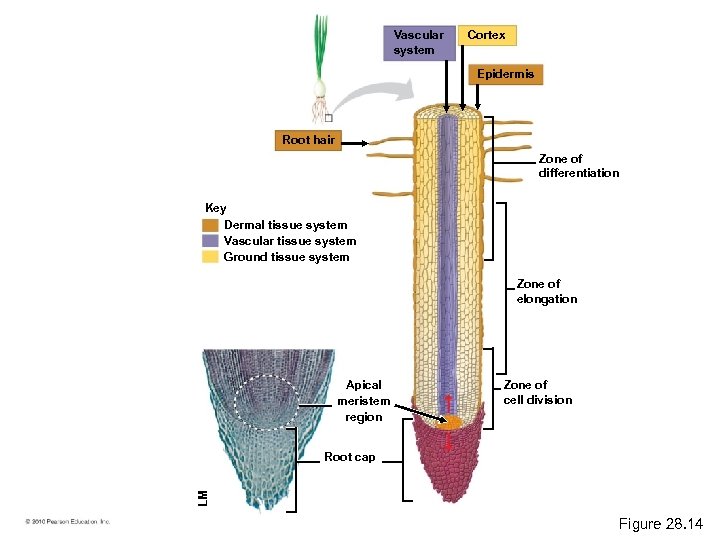 Vascular system Cortex Epidermis Root hair Zone of differentiation Key Dermal tissue system Vascular