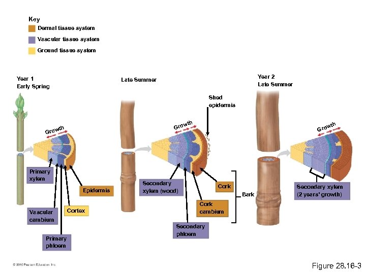 Key Dermal tissue system Vascular tissue system Ground tissue system Year 1 Early Spring