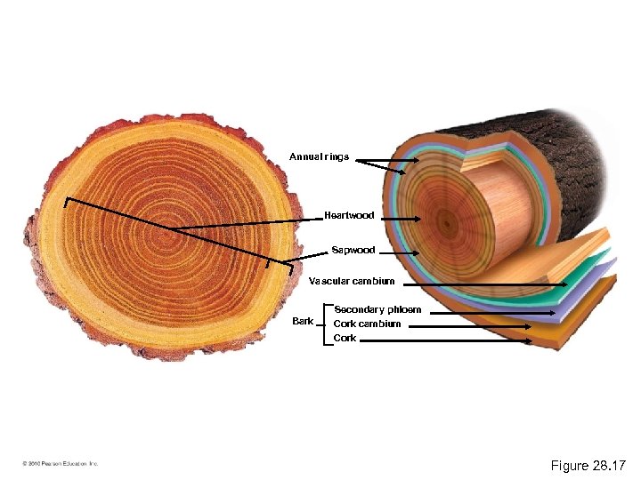 Annual rings Heartwood Sapwood Vascular cambium Bark Secondary phloem Cork cambium Cork Figure 28.