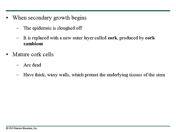  • When secondary growth begins – The epidermis is sloughed off – It