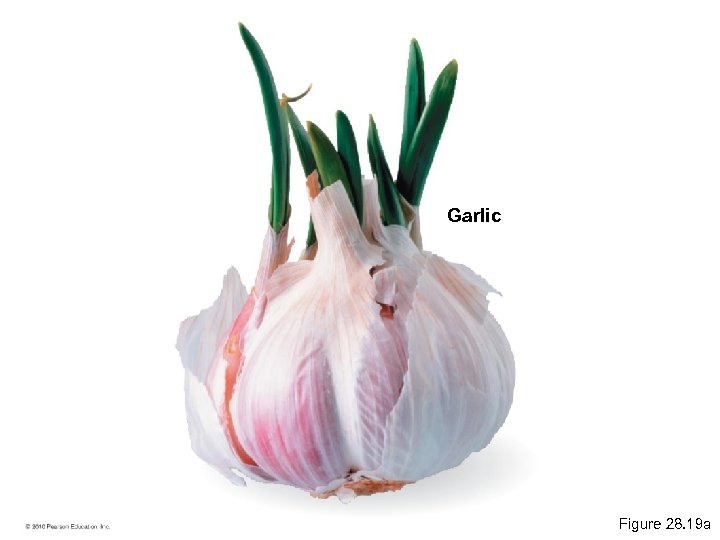 Garlic Figure 28. 19 a 