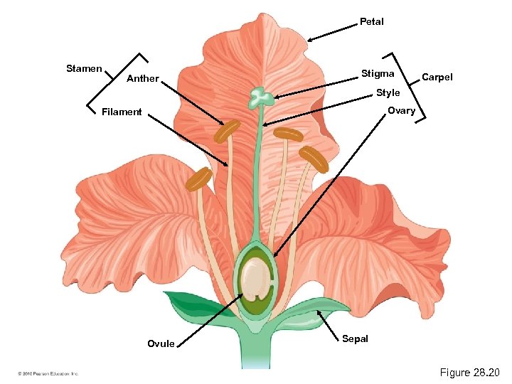 Petal Stamen Anther Stigma Carpel Style Ovary Filament Ovule Sepal Figure 28. 20 