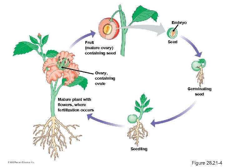 Embryo Seed Fruit (mature ovary) containing seed Ovary, containing ovule Germinating seed Mature plant