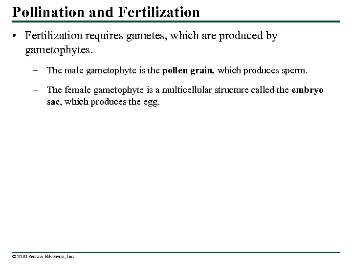 Pollination and Fertilization • Fertilization requires gametes, which are produced by gametophytes. – The