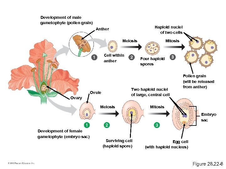 Development of male gametophyte (pollen grain) Haploid nuclei of two cells Anther Meiosis Cell