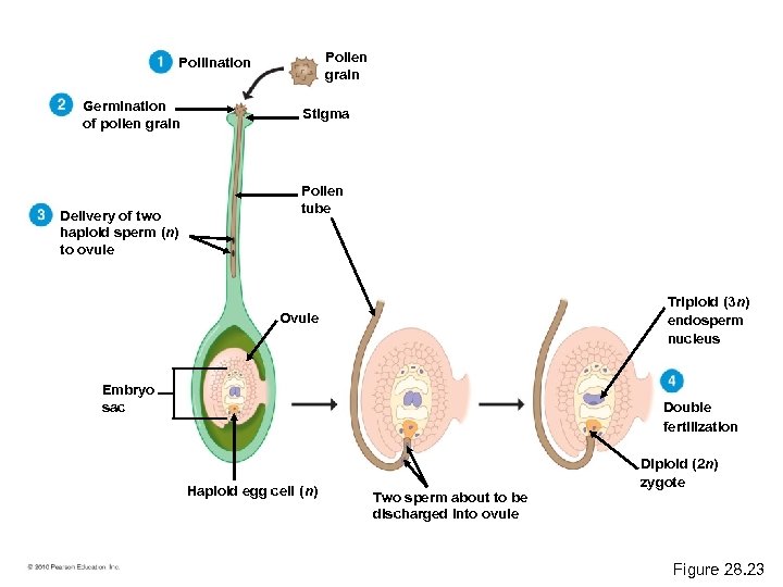 Pollen grain Pollination Germination of pollen grain Delivery of two haploid sperm (n) to