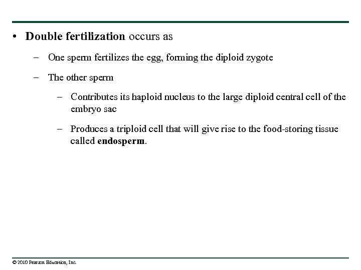  • Double fertilization occurs as – One sperm fertilizes the egg, forming the