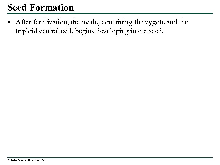 Seed Formation • After fertilization, the ovule, containing the zygote and the triploid central