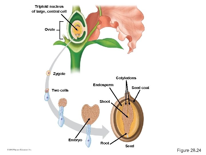 Triploid nucleus of large, central cell Ovule Zygote Cotyledons Endosperm Two cells Seed coat