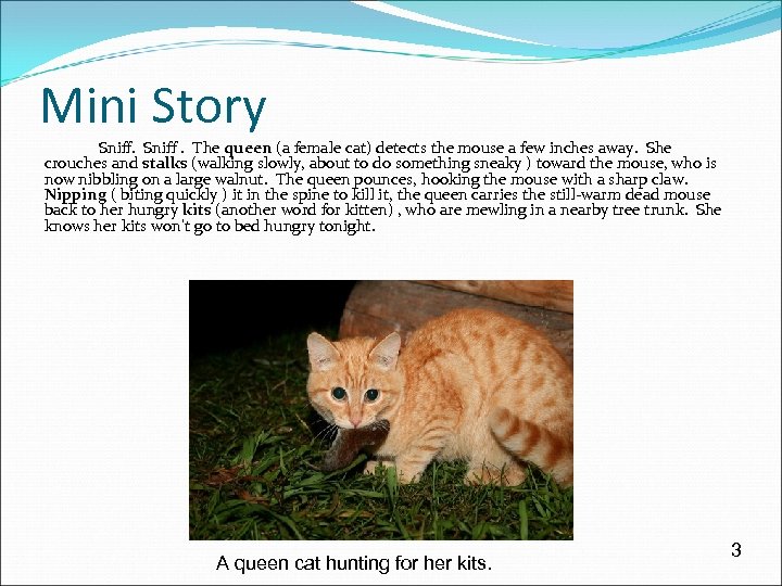 Mini Story Sniff. The queen (a female cat) detects the mouse a few inches