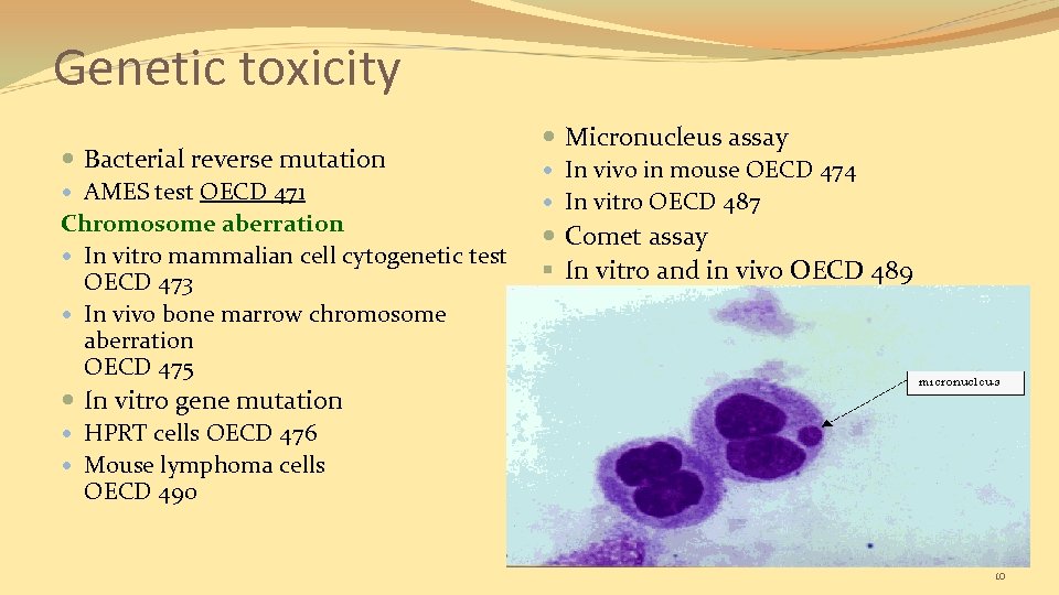 Genetic toxicity Bacterial reverse mutation AMES test OECD 471 Chromosome aberration In vitro mammalian