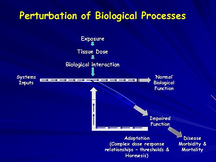 Perturbation of Biological Processes Exposure Tissue Dose Biological interaction Systems Inputs ‘Normal’ Biological Function