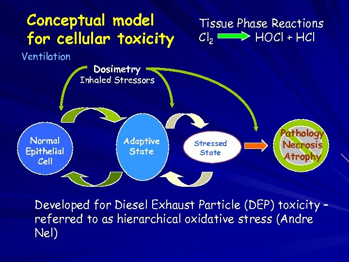 Conceptual model for cellular toxicity Ventilation Tissue Phase Reactions Cl 2 HOCl + HCl