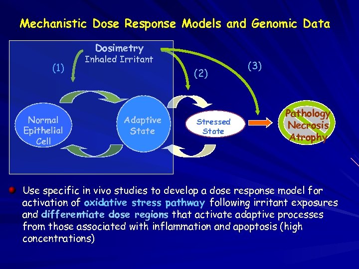 Mechanistic Dose Response Models and Genomic Data Dosimetry (1) Normal Epithelial Cell Inhaled Irritant