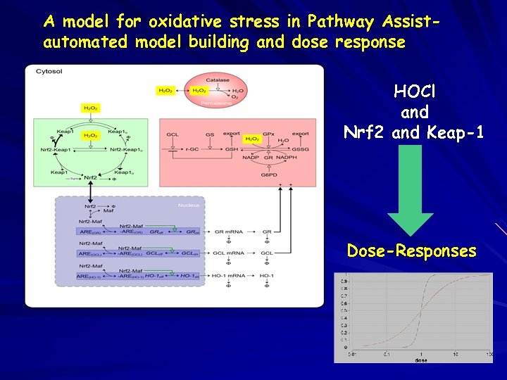 A model for oxidative stress in Pathway Assistautomated model building and dose response HOCl