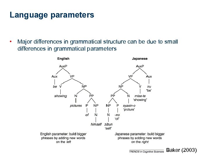 Language parameters • Major differences in grammatical structure can be due to small differences