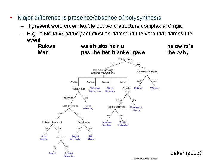  • Major difference is presence/absence of polysynthesis – If present word order flexible