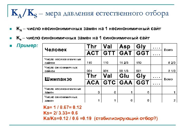 KA/KS – мера давления естественного отбора n KA – число несинонимичных замен на 1