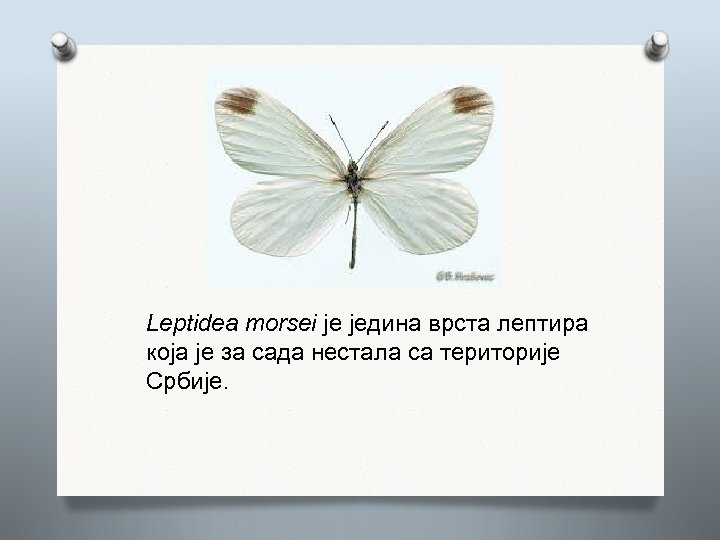 Leptidea morsei је једина врста лептира која је за сада нестала са територије Србије.