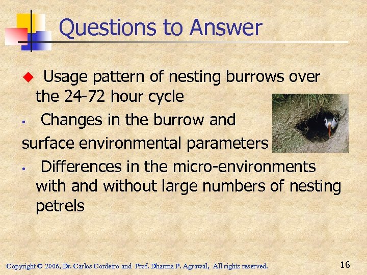Questions to Answer Usage pattern of nesting burrows over the 24 -72 hour cycle