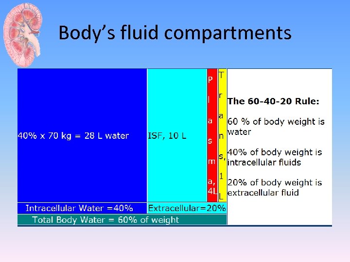 Body’s fluid compartments 