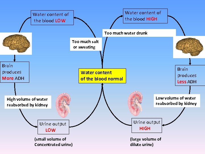 Water content of the blood HIGH Water content of the blood LOW Too much