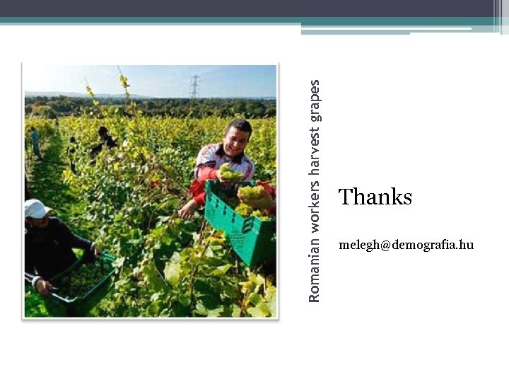 Romanian workers harvest grapes Thanks melegh@demografia. hu 