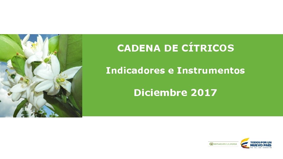 CADENA DE CÍTRICOS Indicadores e Instrumentos Diciembre 2017. 