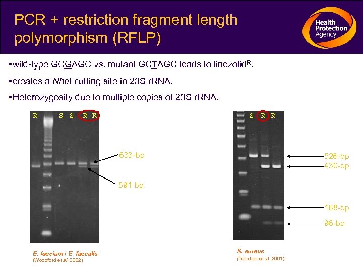 PCR + restriction fragment length polymorphism (RFLP) wild-type GCGAGC vs. mutant GCTAGC leads to