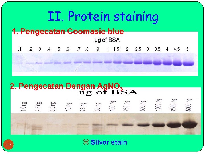 II. Protein staining 1. Pengecatan Coomasie blue 2. Pengecatan Dengan Ag. NO 3 10