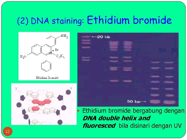 (2) DNA staining: Ethidium bromide bergabung dengan DNA double helix and fluoresced bila disinari