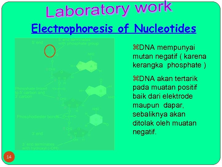 Electrophoresis of Nucleotides z. DNA mempunyai mutan negatif ( karena kerangka phosphate ) z.