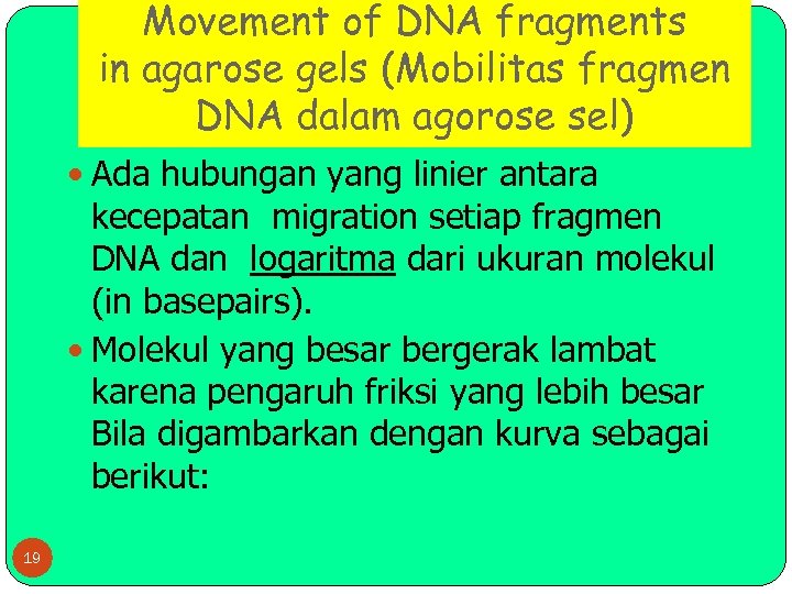 Movement of DNA fragments in agarose gels (Mobilitas fragmen DNA dalam agorose sel) Ada