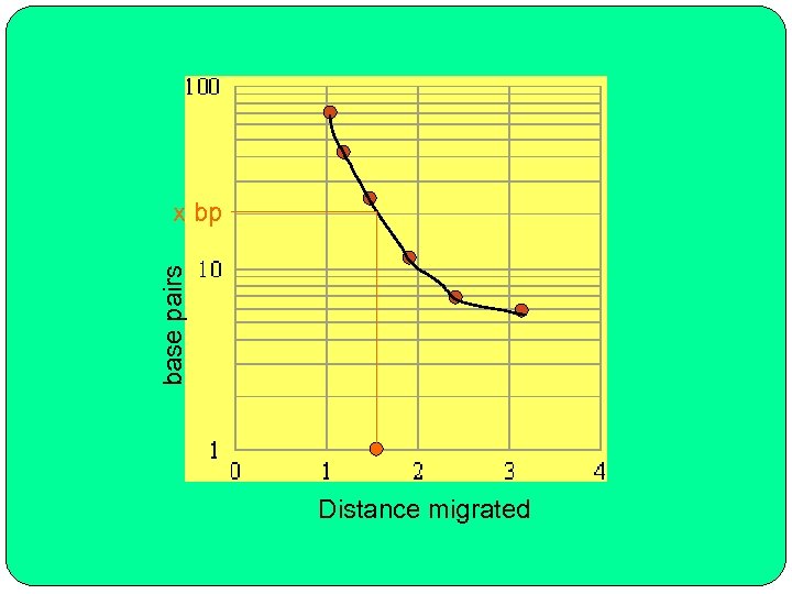 base pairs x bp Distance migrated 